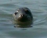 Video: Seehunde vor Helgoland - Dne